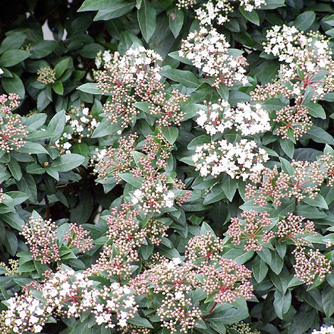 06-viburnum-tinus-lorbeerschneeball-winerblueher-Kopie