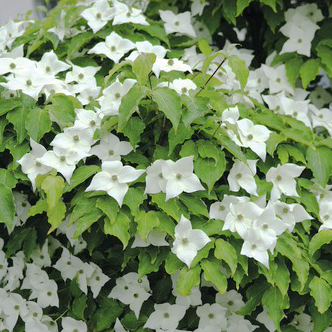 Blumenhartriegel-Cornus-milkyway3-Kopie