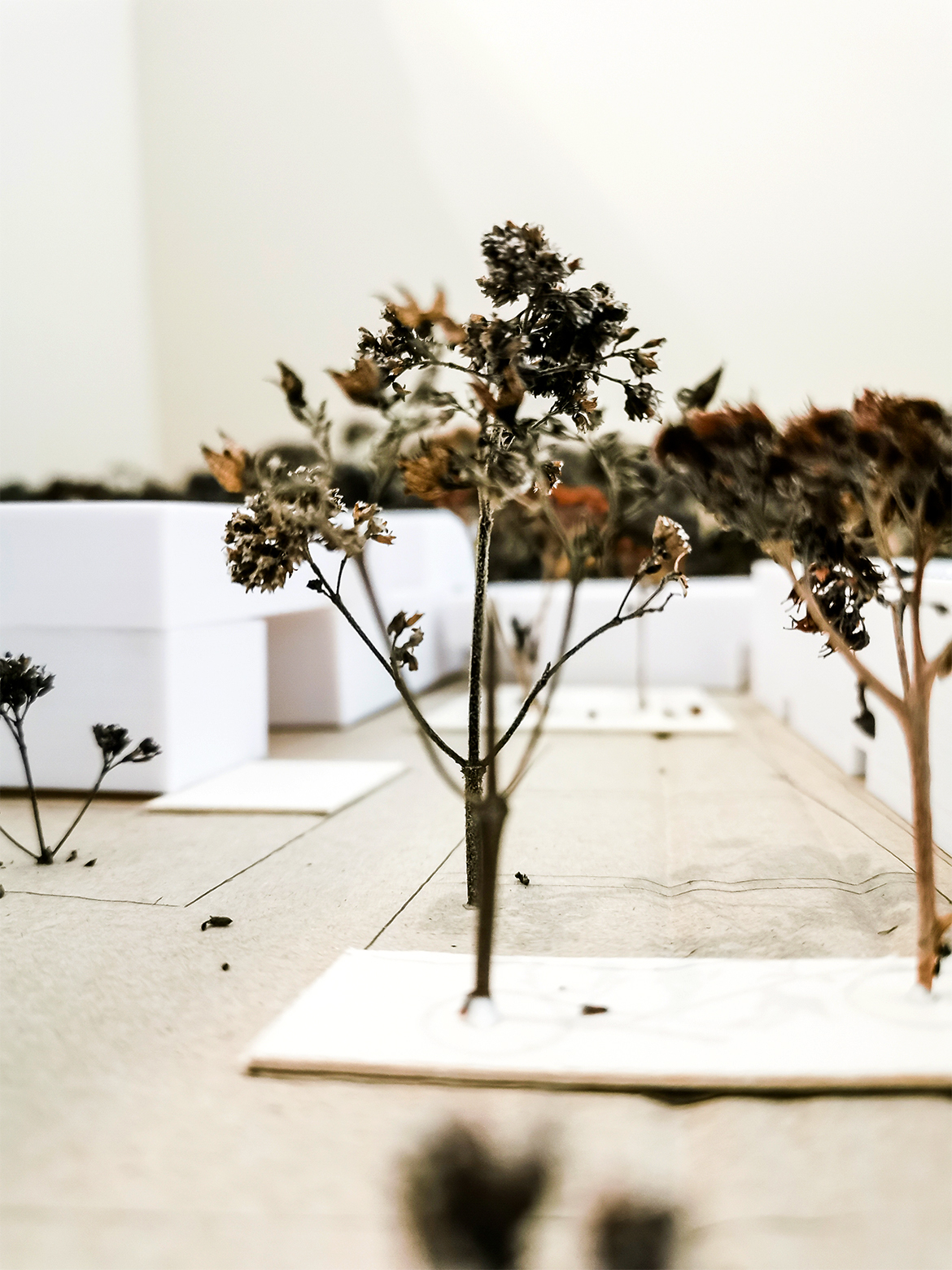 IMG_20210224_165554-Kopie