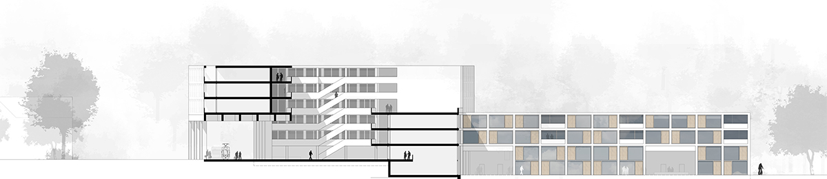 SchnittD_KopfQuer-1-200-Kopie-1
