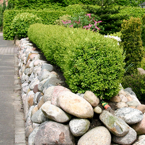 Buchsbaum – Buxus sempervirens