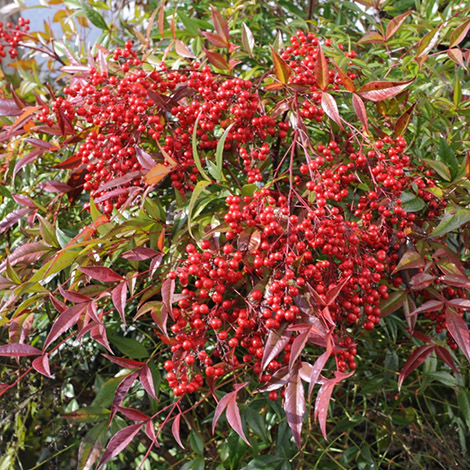 heiliger-bambus-nandina-domestica-3caea8a4-0eea-4cd5-866c-ce14eec358e3-Kopie