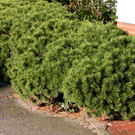 kriechkiefer-zwerglatsche-zwergkiefer-kniekiefer-m002218_h_0-Kopie